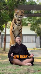 Zen Tiger 🐅 #tiger #zen #shorts