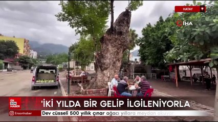 Hatay'da dev cüsseli 500 yıllık çınar ağacı yıllara meydan okuyor