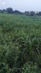 Beauty of my village greenery