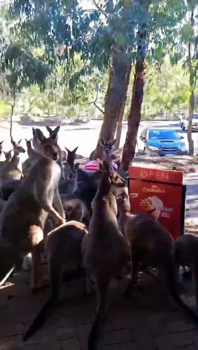 Welcome to Australia 🇦🇺