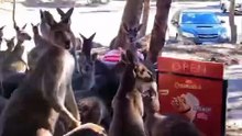 Welcome to Australia 🇦🇺