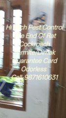 termite pest control