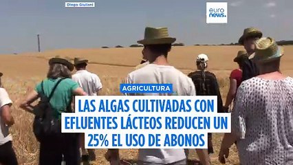 Las algas cultivadas con efluentes lácteos reducen un 25% el uso de fertilizantes minerales