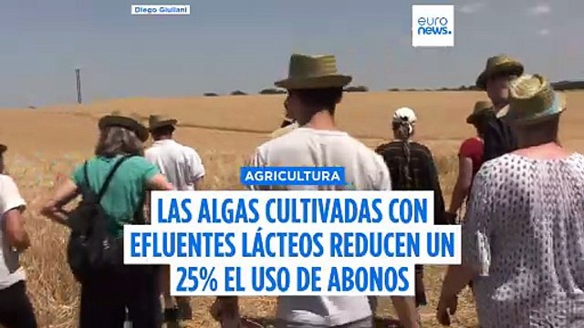 Las algas cultivadas con efluentes lácteos reducen un 25% el uso de fertilizantes minerales