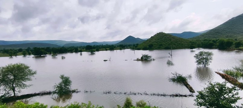 VIDEO: बीधोता बांध में पानी की आवक, खेतों में डूबी बाजरे की फसलें