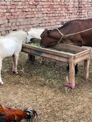 Pets Life #petslife #Viral #Funny #beauty
