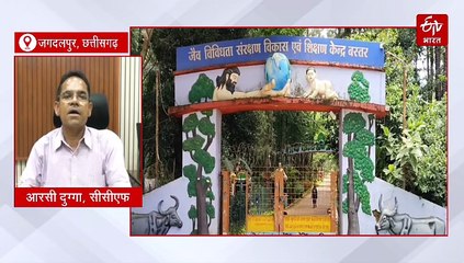 लामनी में फर्राटा भरने वाले हैं हिरणों के झुंड, चांदनी रात में जंगल के बीच देख सकेंगे दिलचस्प नजारा