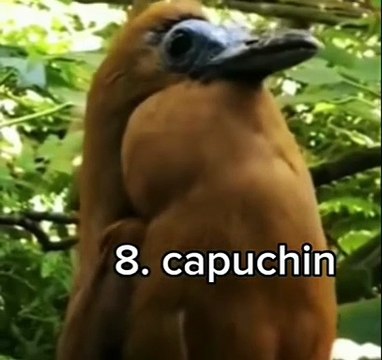 Nature birds voices sounds amazing