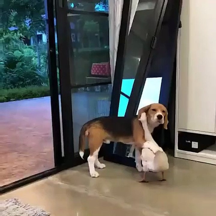 Un chien et un canard meilleurs amis... trop mignon