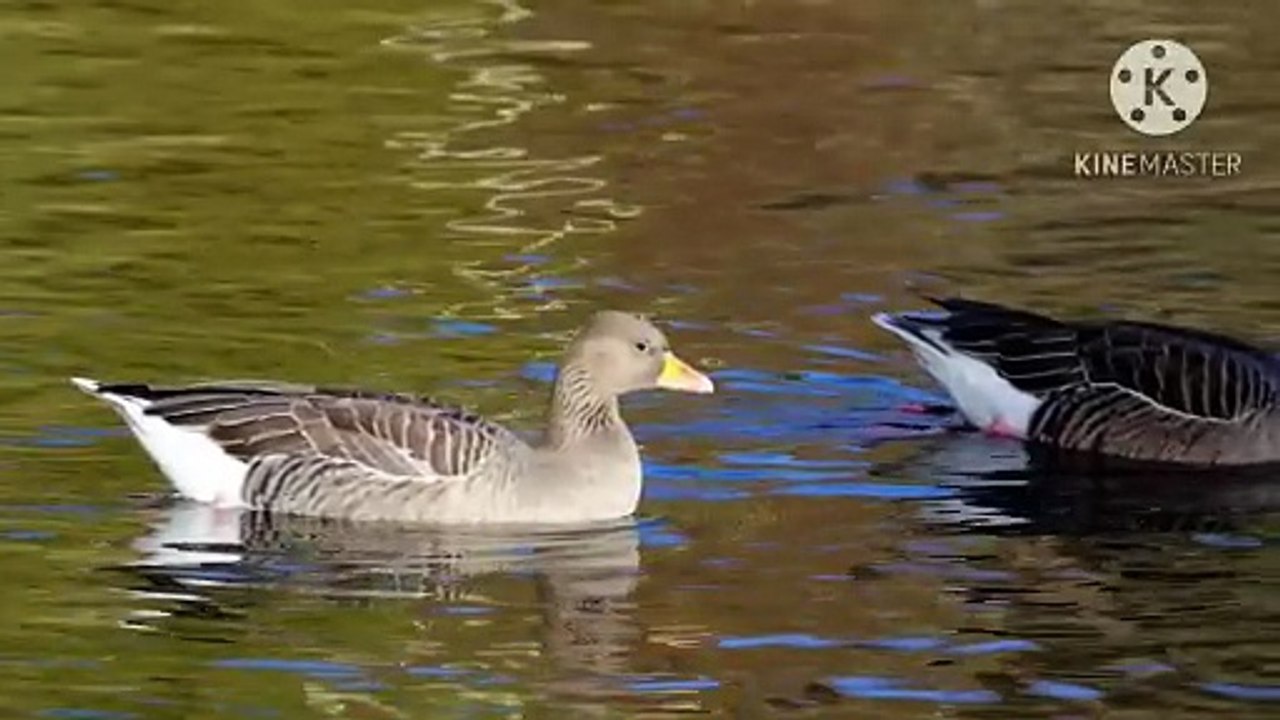 Os animais mais fofos do mundo N•344