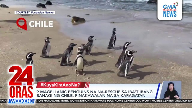 9 na rescued Magellanic penguins, pinakawalan na sa karagatan | 24 Oras Weekend
