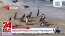 9 na rescued Magellanic penguins, pinakawalan na sa karagatan | 24 Oras Weekend