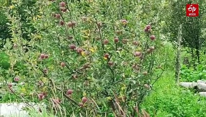 उत्तराखंड में जल्द तय होगी सेब की एमएसपी, स्टोरेज को लेकर भी तैयार है बड़ा प्लान, पढ़िये डिटेल खबर