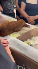 Cachorro percorre 12km até enterro do dono para se despedir