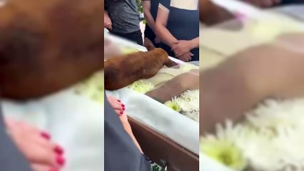 Caramelo percorre 12 km para se despedir do tutor em velório