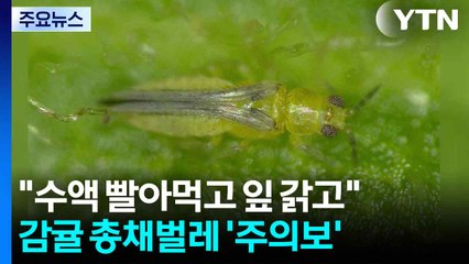 "수액 빨아먹고 잎 갉고"...제주 감귤 총채벌레 '주의보' / YTN