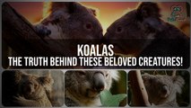 The Shocking Truth About Koalas (They're Not What You Think!)