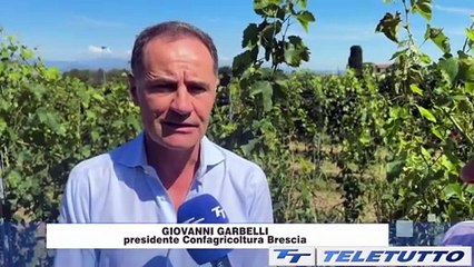 Video News - Grande annata per i vini bresciani