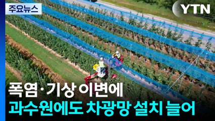 [新농비] 폭염·기상 이변에...과수원에도 차광망 설치 늘어 / YTN