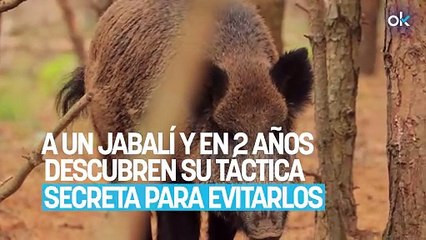 Los cazadores no dan crédito: le ponen un GPS a un jabalí y en 2 años descubren su táctica secreta para evitarlos