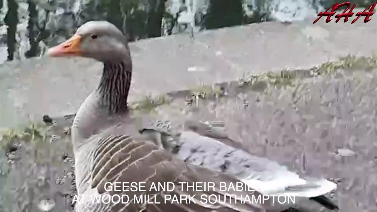 GEESE AND THEIR BABIES AT WOOD MILL PARK SOUTHAMPTON