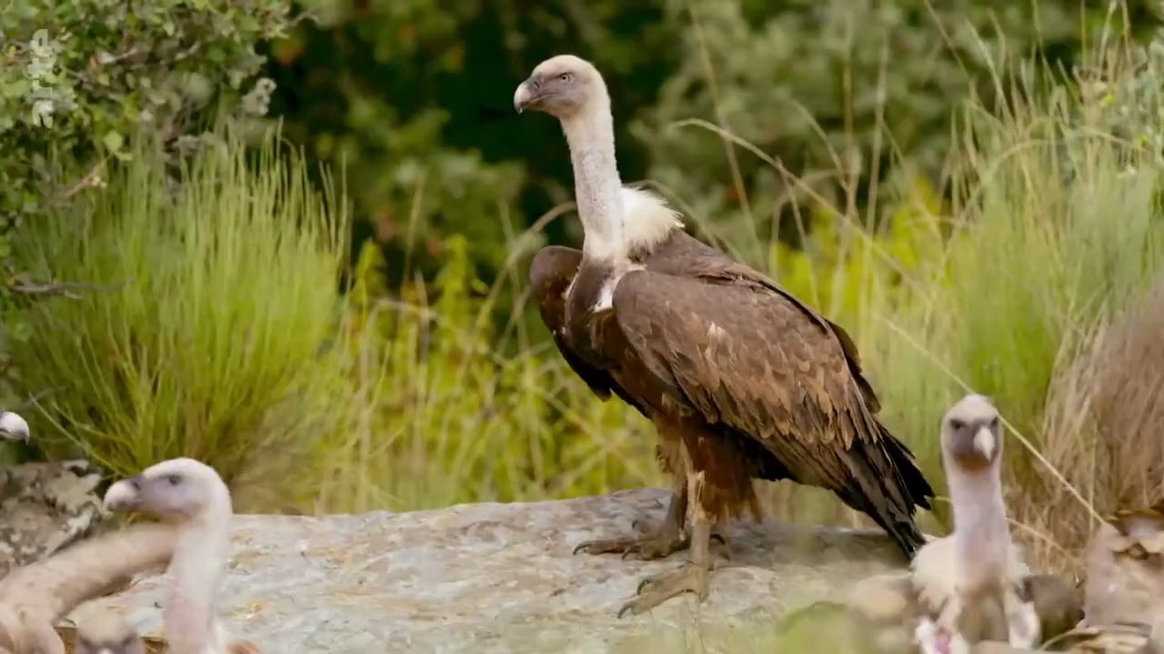 Les parcs naturels portugais - Le parc naturel international du Douro