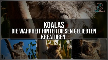 Koalas: Die überraschende Wahrheit hinter den beliebten Beuteltieren!