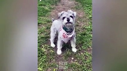 "Funny Animals 2025 😂 | Cute Dogs & Cats Doing Hilarious Things"