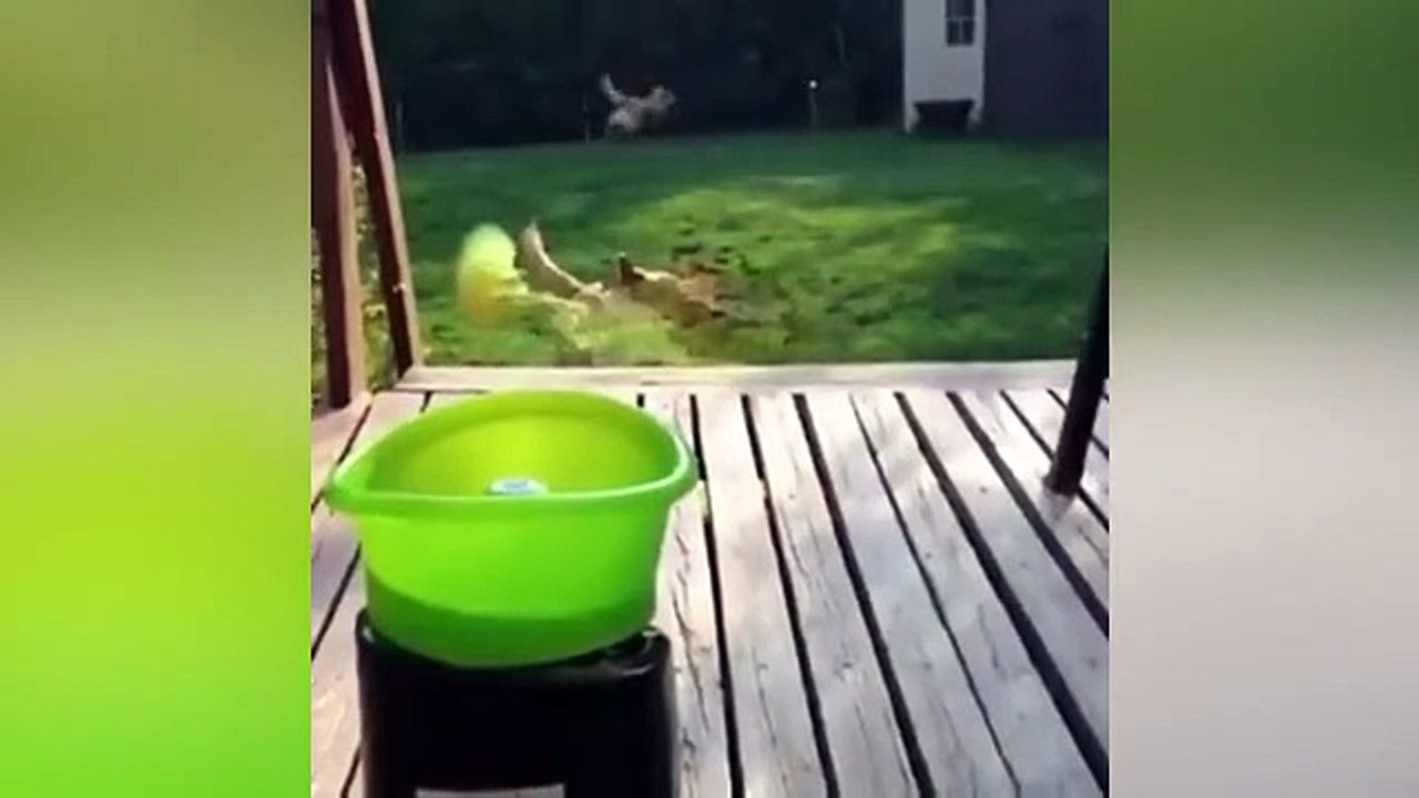 "Wild Animals in Action 🦁🐒 | Amazing Animal Moments Caught on Camera"