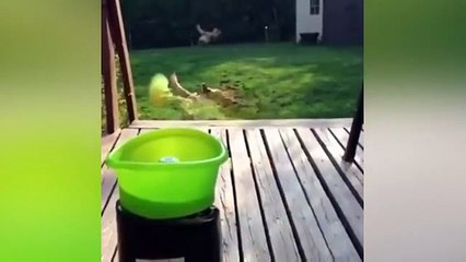 "Wild Animals in Action 🦁🐒 | Amazing Animal Moments Caught on Camera"