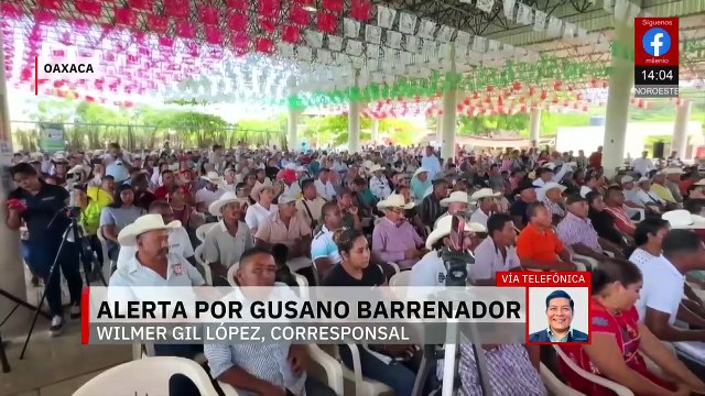 Van 570 casos de gusano barrenador en ganado de Oaxaca