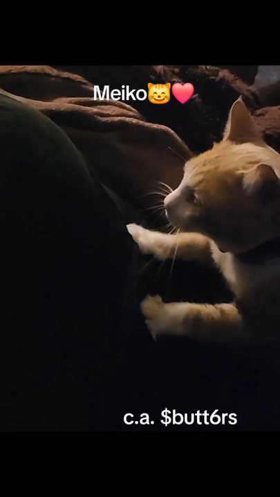 Meiko 😸