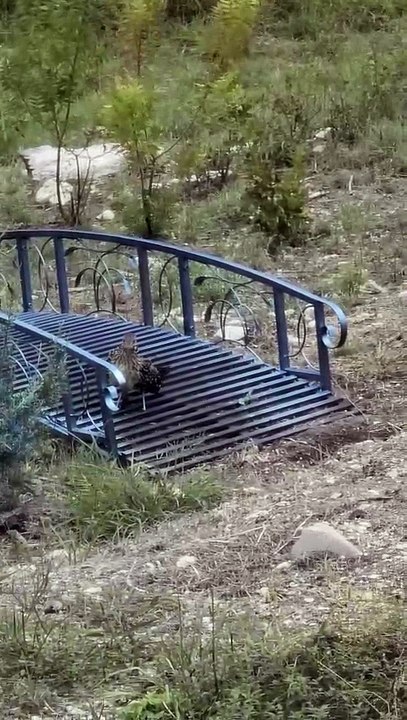 Texas Roadrunner On Painted Bridge