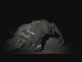 Ultimate Enemies: Elephants and Lions 5/5