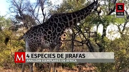 Científicos confirmaron que en África existen cuatro especies de jirafas