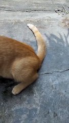 Cute orange cat | Playful kitty