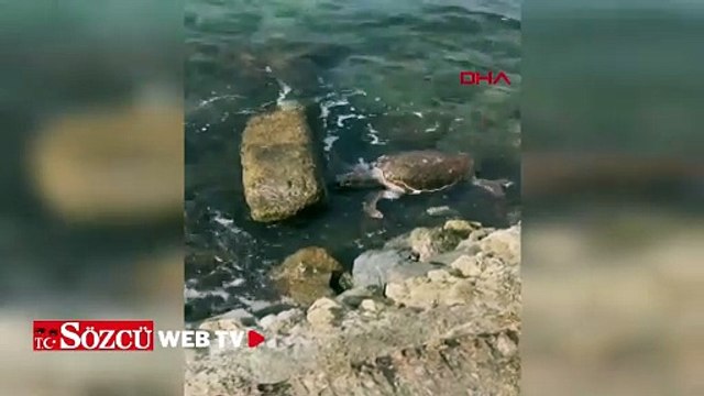 Çanakkale’de deniz kaplumbağası ölüsü sahile vurdu