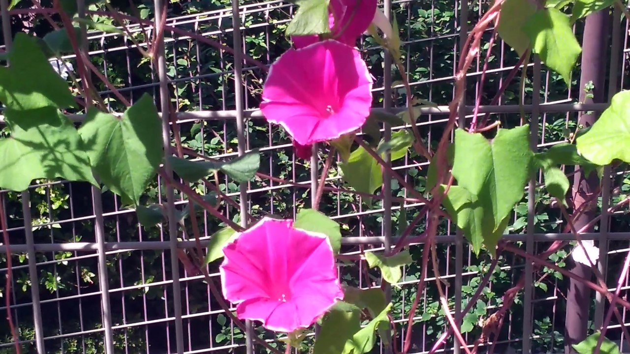 朝顔