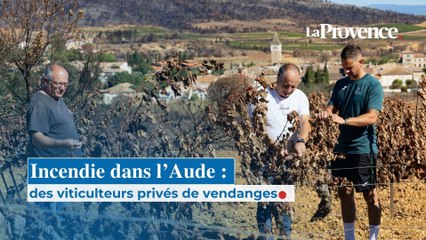 Dans l'Aude, des viticulteurs privés de vendanges