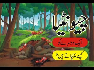 How Do Ants Recognize Each Other? | Amazing Science Story in Urdu