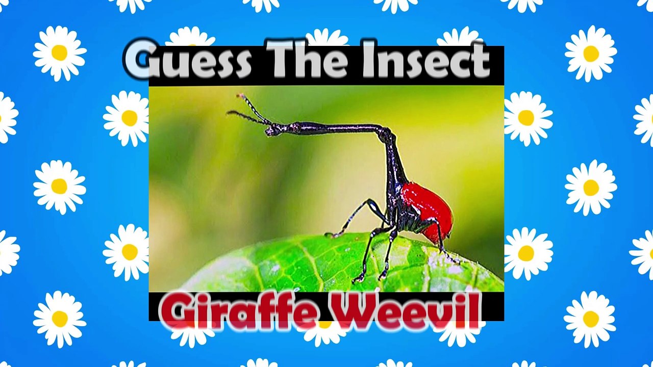Can You Guess These Insects? | Ultimate Bug Quiz 2025 🐞