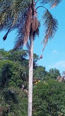 Ninho de checheu - #ave da mata atlântica - # ninhos @dercio