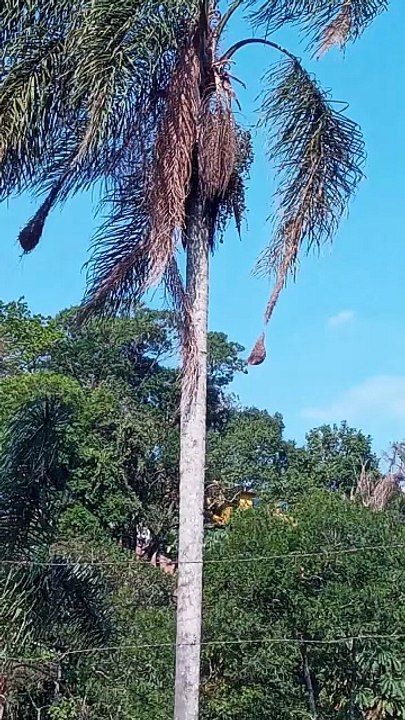 Ninho de checheu - #ave da mata atlântica - # ninhos @dercio