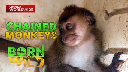 Isang agresibong unggoy, siga sa komunidad ng Morong, Bataan! | Born to be Wild