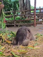 Elephent baby7-DAY-OLD BABY ELEPHANT TAKES A NAP 🐘😴