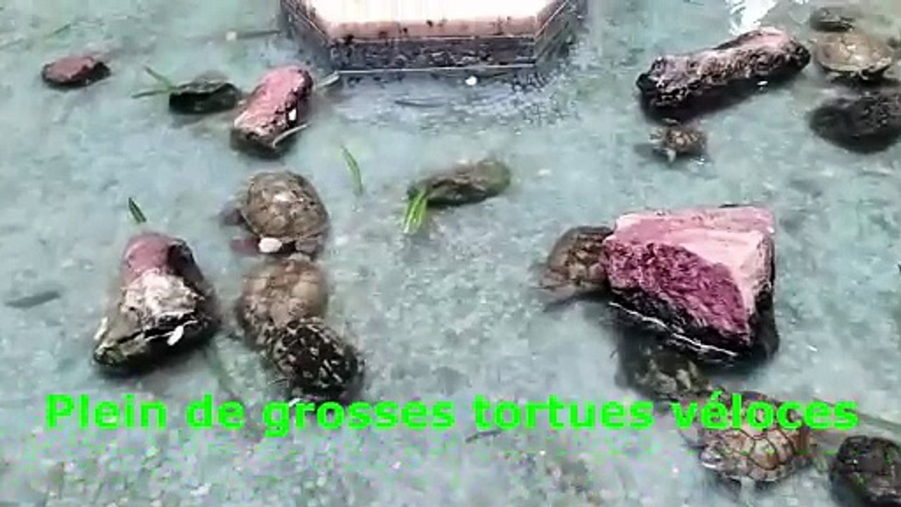 Avenue Bourguiba Tunis coeur historique et économique de la capitale Tunisienne