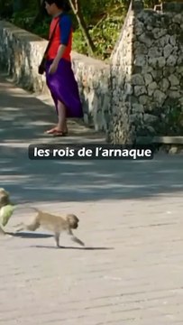 Ces macaques sont les rois des voleurs !