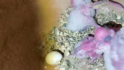 Pets Life #petslife #Viral #Funny #beauty