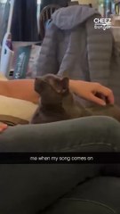 What song makes you sing like this cat? (Credit: Kristen Scafiro) #happykitty #singingcat #petcats