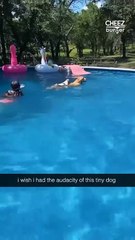 Who else wishes they were this tiny dog getting a free boat ride on a bigger dog? (Credit: Reina